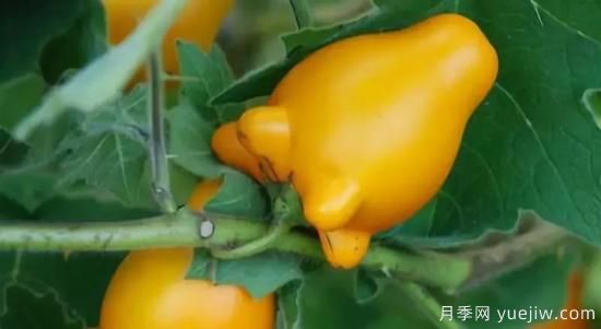 100種常見花卉的栽培大全，送給愛養(yǎng)花的你(圖75)