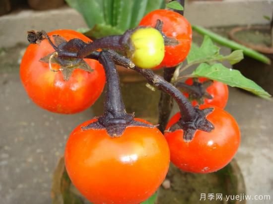 100種常見花卉的栽培大全，送給愛養(yǎng)花的你(圖73)