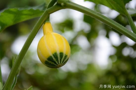 100種常見花卉的栽培大全，送給愛養(yǎng)花的你(圖76)