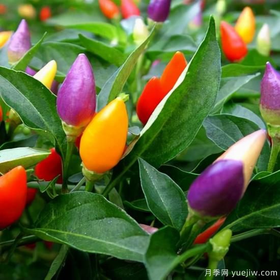 100種常見花卉的栽培大全，送給愛養(yǎng)花的你(圖77)