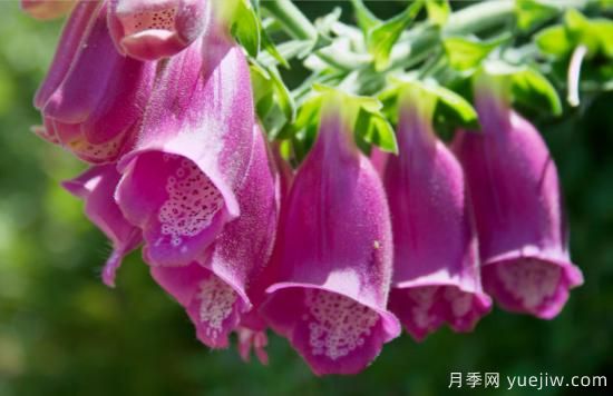 100種常見花卉的栽培大全，送給愛養(yǎng)花的你(圖80)