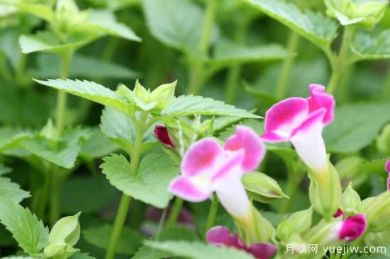 100種常見花卉的栽培大全，送給愛養(yǎng)花的你(圖85)