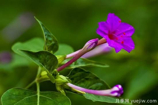 100種常見花卉的栽培大全，送給愛養(yǎng)花的你(圖88)