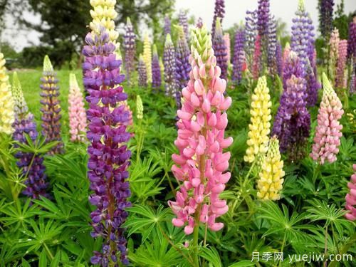 100種常見花卉的栽培大全，送給愛養(yǎng)花的你(圖87)