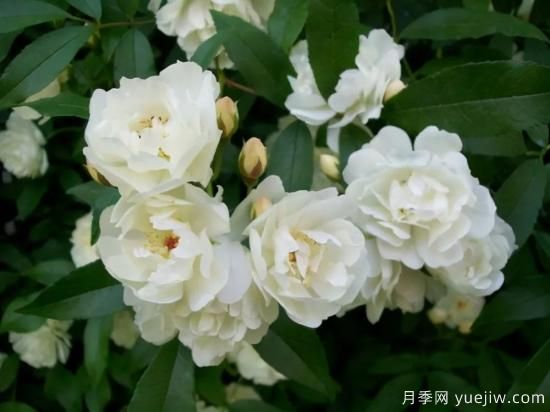 綠籬，讓你的花園與眾不同！(圖4)
