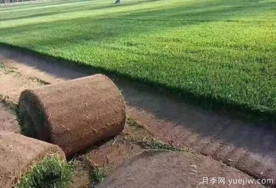 冬天想要綠草如茵，可以試試這幾種草坪(圖1)