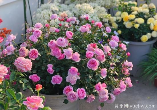 入秋養(yǎng)月季推薦5個(gè)品種，耐熱耐寒抗性強(qiáng)開花美(圖1)