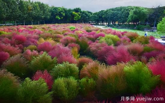 100種常見花卉的栽培大全，送給愛養(yǎng)花的你(圖89)