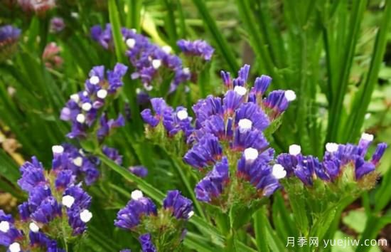 100種常見花卉的栽培大全，送給愛養(yǎng)花的你(圖92)