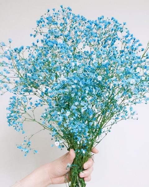 100種常見花卉的栽培大全，送給愛養(yǎng)花的你(圖93)