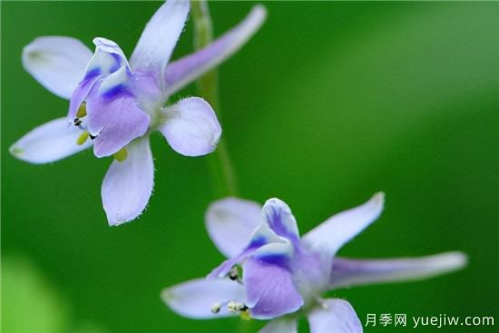 100種常見花卉的栽培大全，送給愛養(yǎng)花的你(圖94)