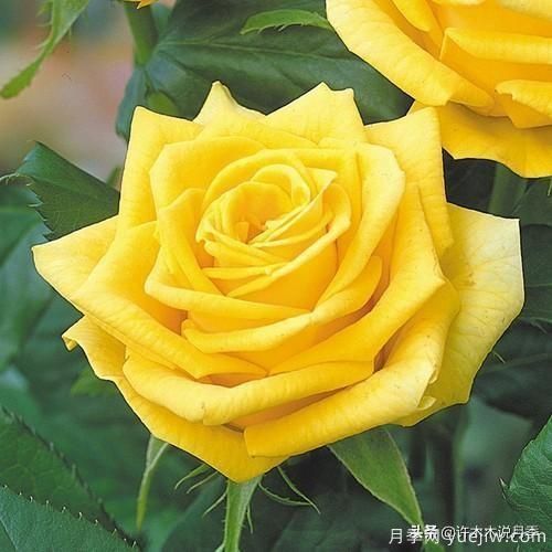 35個奧斯汀官方推薦的月季品種，抗病強長勢好開花多花友必選(圖35)