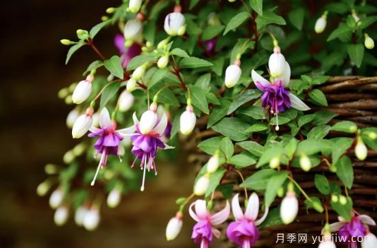 10種嬌艷奪目的花卉，驚艷你的花園(圖2)