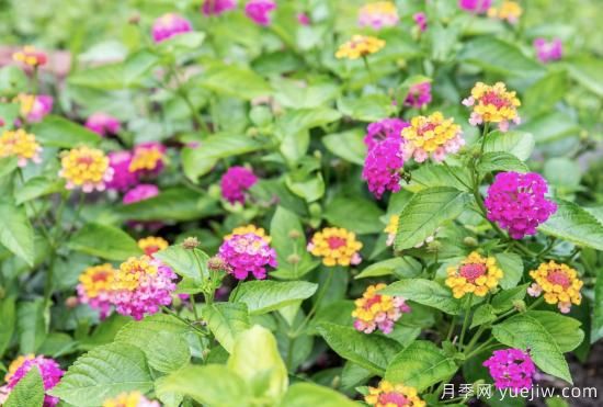 10種嬌艷奪目的花卉，驚艷你的花園(圖3)