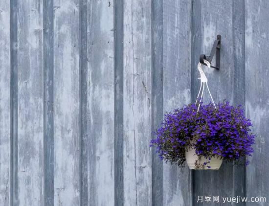 10種嬌艷奪目的花卉，驚艷你的花園(圖4)
