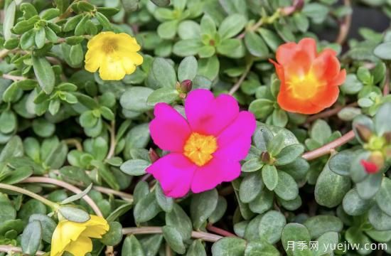 10種嬌艷奪目的花卉，驚艷你的花園(圖7)