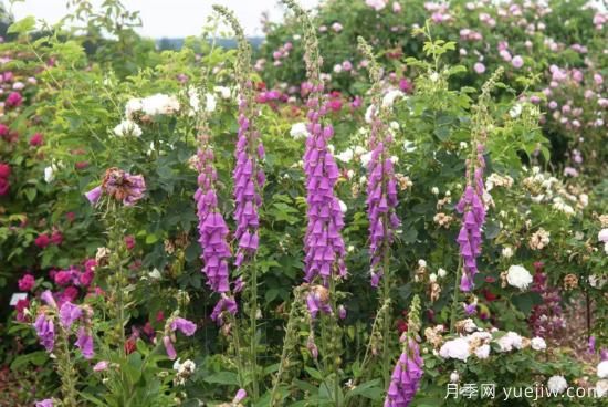 10種嬌艷奪目的花卉，驚艷你的花園(圖8)