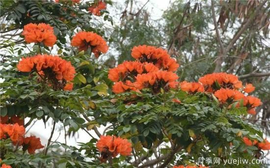 火焰樹(shù)，花如星星之火燎于翠葉的樹(shù)種(圖2)