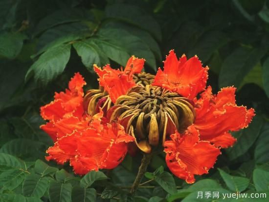 火焰樹(shù)，花如星星之火燎于翠葉的樹(shù)種(圖3)
