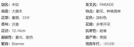 推薦高顏值且好養(yǎng)的10個(gè)藤本月季，看一眼就愛(ài)上(圖2)