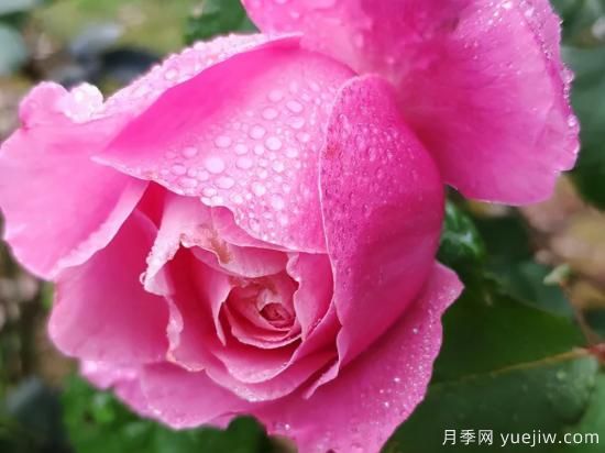 推薦高顏值且好養(yǎng)的10個(gè)藤本月季，看一眼就愛(ài)上(圖9)