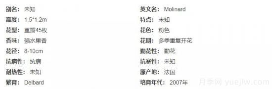 推薦高顏值且好養(yǎng)的10個(gè)藤本月季，看一眼就愛(ài)上(圖10)