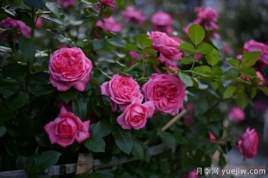 推薦高顏值且好養(yǎng)的10個(gè)藤本月季，看一眼就愛(ài)上(圖11)