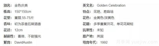 推薦高顏值且好養(yǎng)的10個(gè)藤本月季，看一眼就愛(ài)上(圖14)