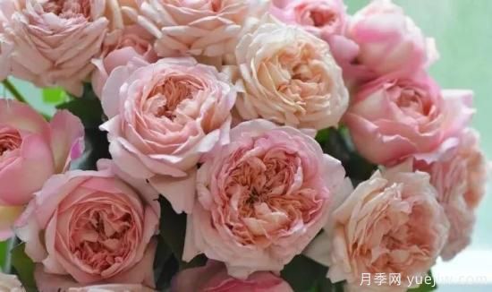 推薦高顏值且好養(yǎng)的10個(gè)藤本月季，看一眼就愛(ài)上(圖18)
