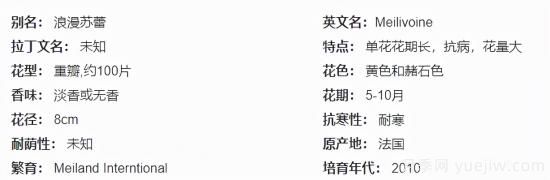 推薦高顏值且好養(yǎng)的10個(gè)藤本月季，看一眼就愛(ài)上(圖19)
