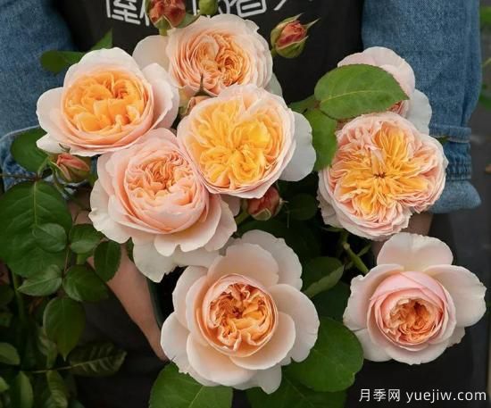 朱麗葉月季，經(jīng)典永恒，多姿美艷香氣迷人(圖2)