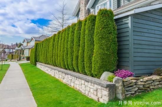 綠籬，讓你的花園與眾不同！(圖2)