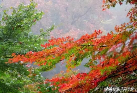 冬季植物應(yīng)該怎么打理，才能來年依舊繁花似錦(圖1)