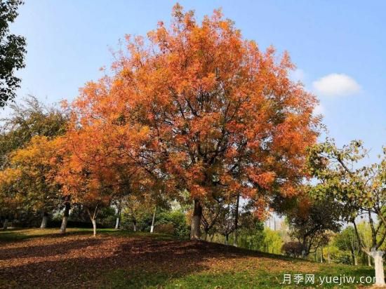 黃連木適合什么地區(qū)種植，北方可以種植嗎？(圖1)