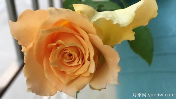 河本純子天使系列月季，顏值擔(dān)當(dāng)溫柔靈動(圖7)