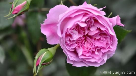 河本純子天使系列月季，顏值擔(dān)當(dāng)溫柔靈動(圖5)