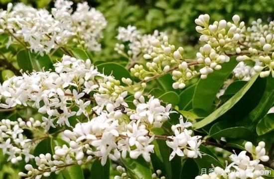 綠籬，讓你的花園與眾不同！(圖3)
