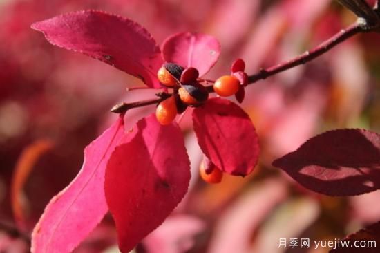 火焰衛(wèi)矛，庭院園林紅葉珍品(圖3)