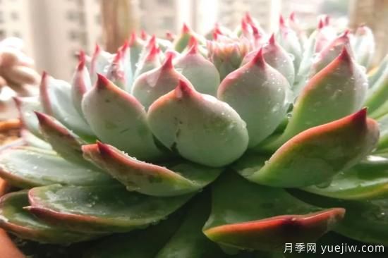 澆水上肥剪一波，做好養(yǎng)護(hù)讓居家植物安全過(guò)冬(圖1)
