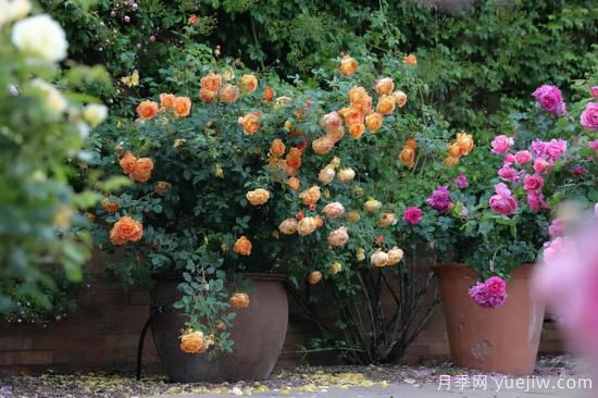 一個(gè)家里能栽得下去多少品種的月季？你想象不到(圖4)