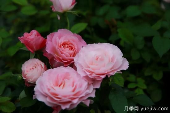 一個(gè)家里能栽得下去多少品種的月季？你想象不到(圖6)