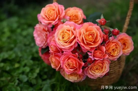 一個(gè)家里能栽得下去多少品種的月季？你想象不到(圖7)