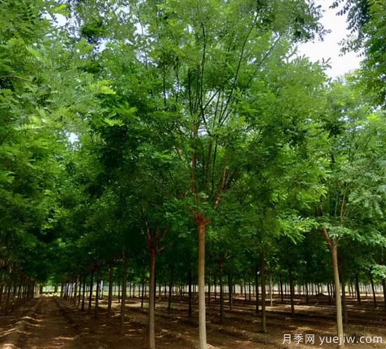鄉(xiāng)土樹種為什么火？(圖1)