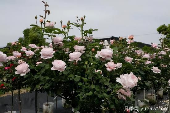 一個(gè)家里能栽得下去多少品種的月季？你想象不到(圖8)