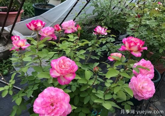 馬克夏加爾月季，又美又香花期長(zhǎng)的陽(yáng)臺(tái)月季(圖2)