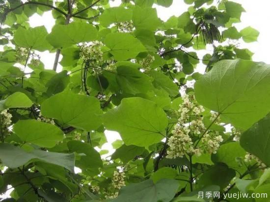 梓樹，庭院綠化常用樹種(圖3)