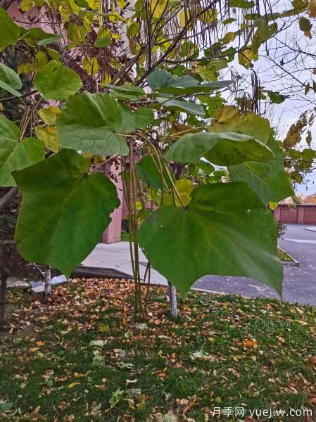 梓樹，庭院綠化常用樹種(圖6)