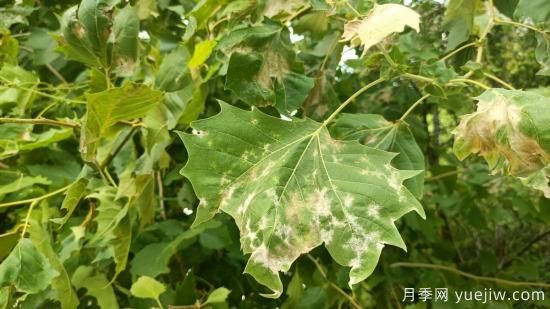 法桐葉片皺縮泛白，多是它惹下的禍(圖1)