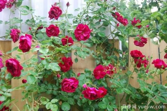 如何給月季花授粉？培育一個月季新品種要多久(圖2)