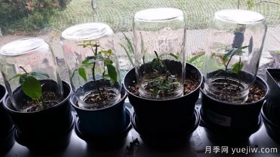如何給月季花授粉？培育一個月季新品種要多久(圖3)